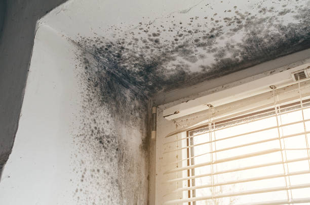 Affordable Mold Removal solutions in Elm City, NC