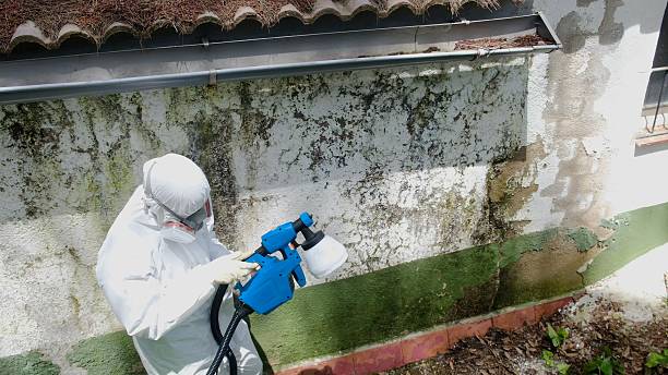 Top rated local Mold Removal specialists in Elm City, NC